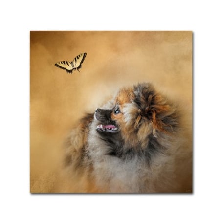 Jai Johnson 'Butterfly Dreams Pomeranian' Canvas Art,24x24